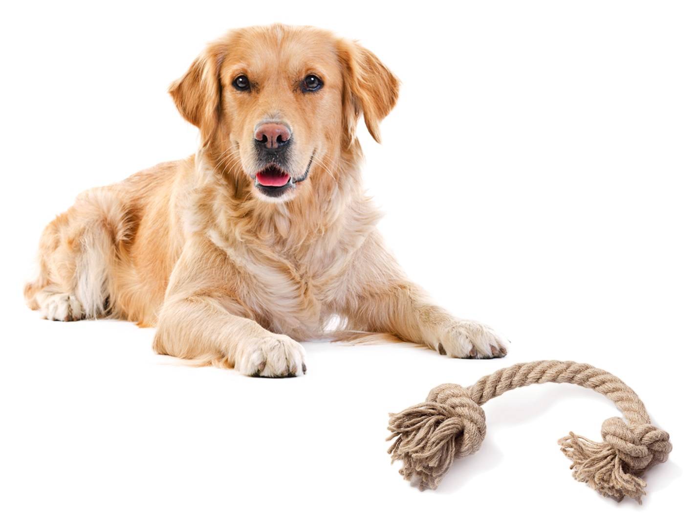 Puppy eating cheap rope toy